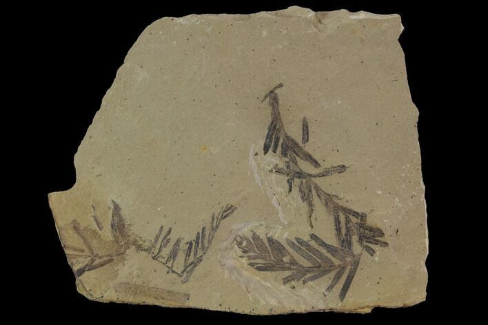 Metasequoia (Dawn Redwood) Fossils - Montana #89374